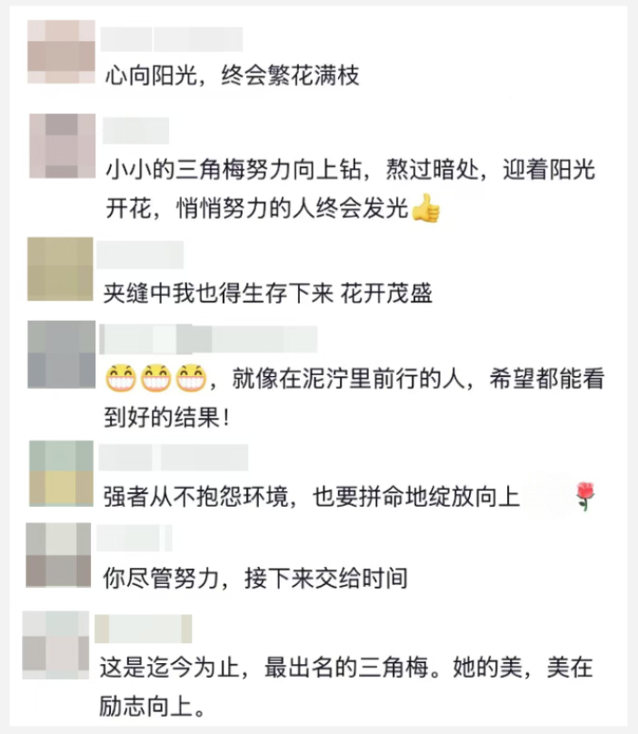 “攀上10米路灯，开出最美丽的花！”