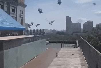 遇到疑似“迷路鸽”该怎么办？一文了解