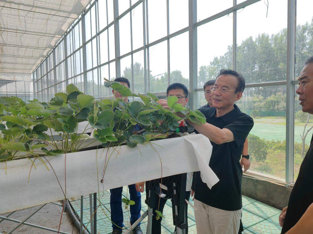 安丘草莓杭州摘金：“小草莓”蝶变富民大产业