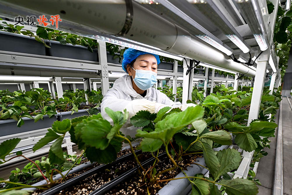 【央视快评】锚定农业农村现代化 扎实推进乡村全面振兴 推动城乡融合发展