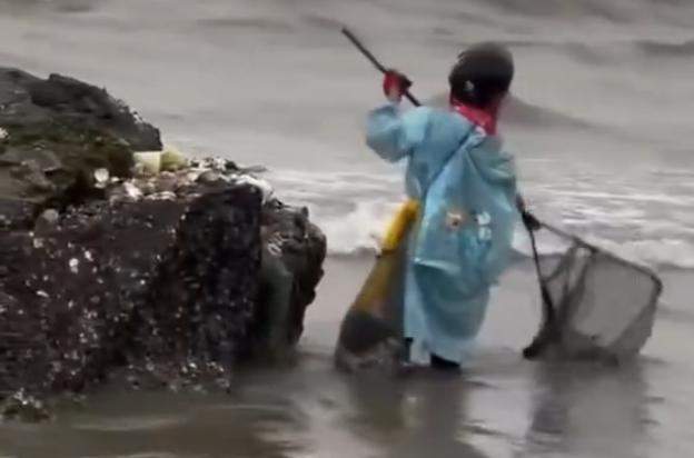 风大浪大鱼货越多！台风后生蚝遍地市民组团赶海 