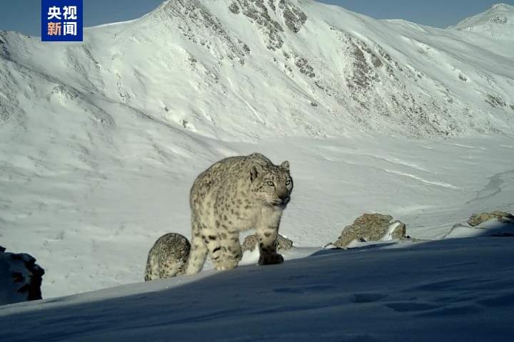大通北川河源区国家级自然保护区成为雪豹重要栖息地