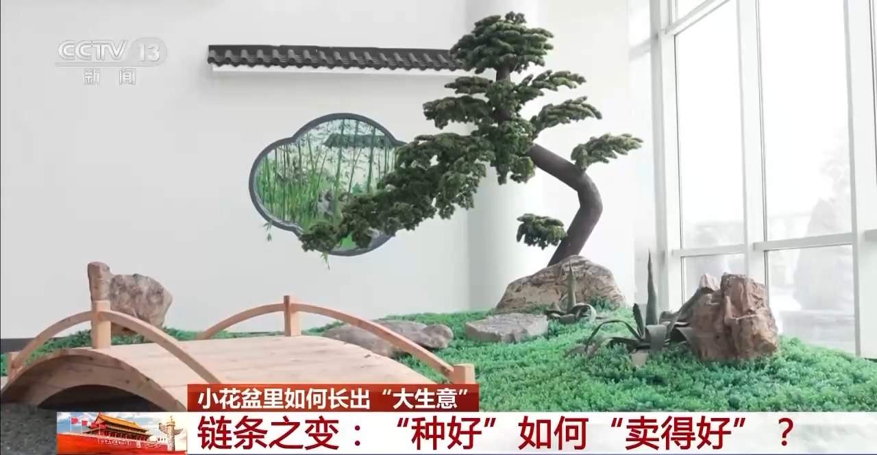 小盆栽里藏着大生意！这些植物成市场“新宠”