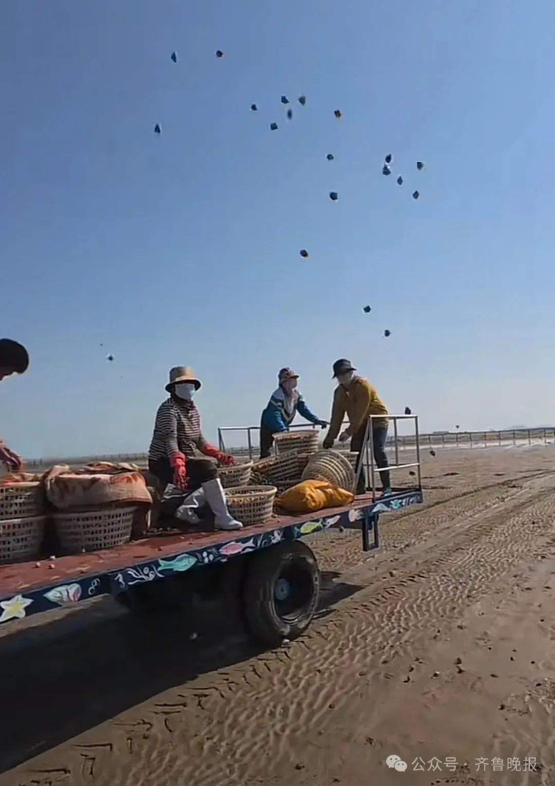 都不白来！山东一景区怕游客赶不到海，日撒3000斤蛤蜊