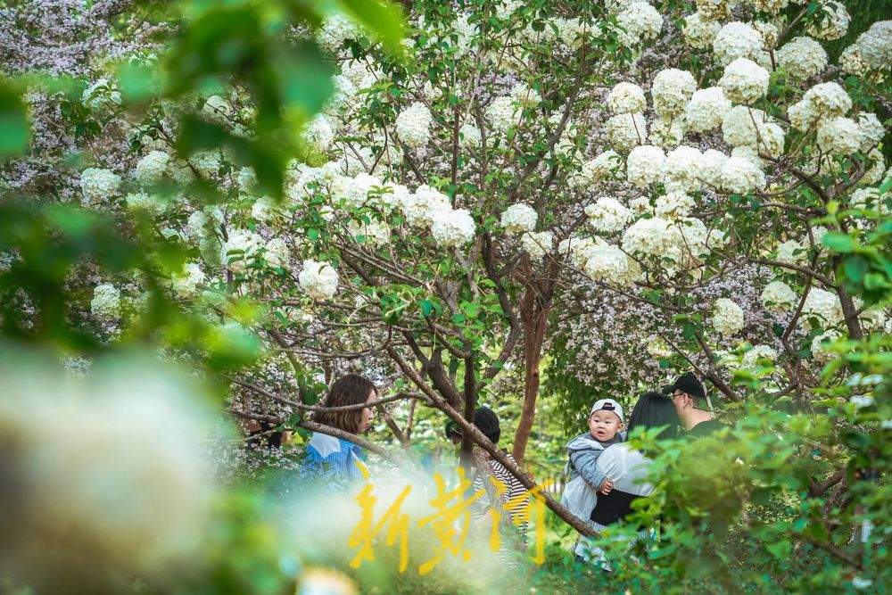 一年四季 泉在济南｜人在花中游 猬实花盛开绘就泉城春日盛景