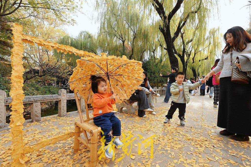 趵突泉迎来“初冬浪漫”，银杏打卡点成游客新宠