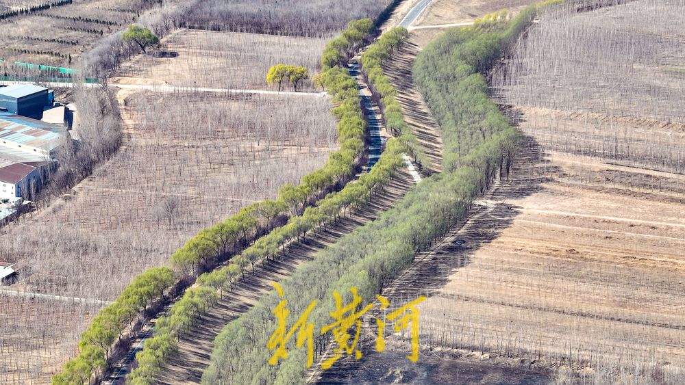大地回春，黄河生态廊道生机勃勃