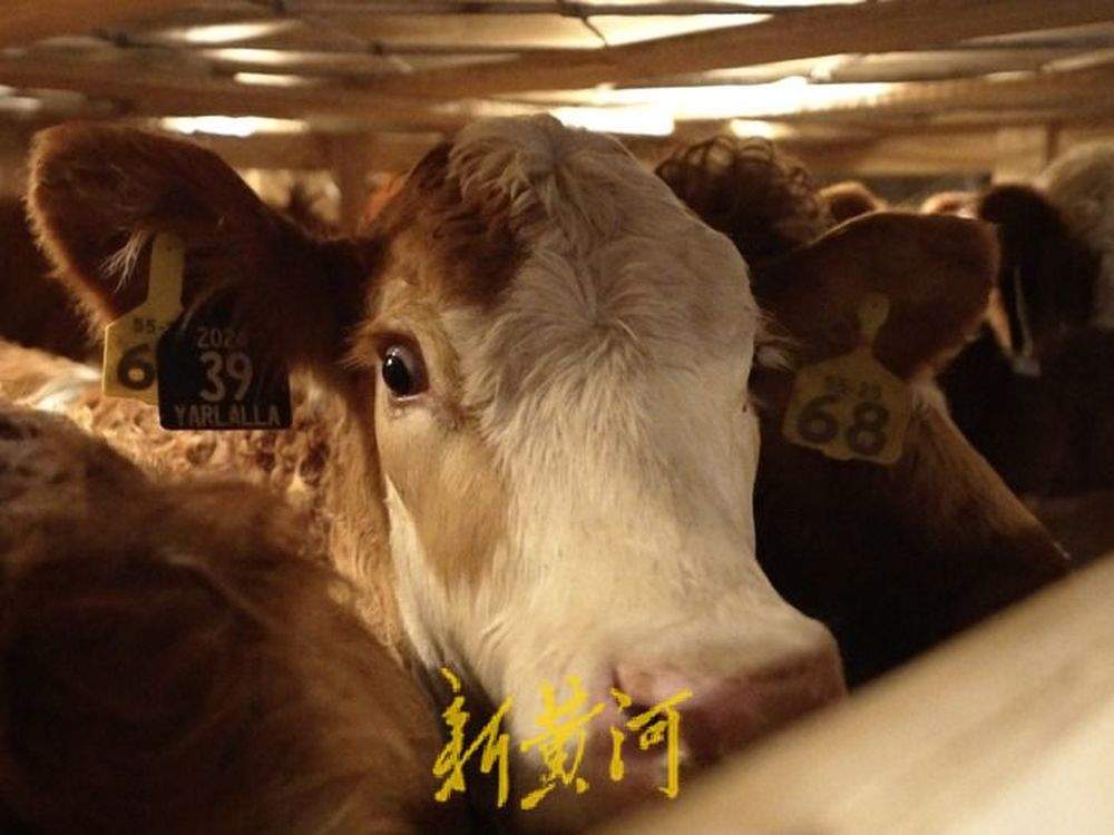 241头澳大利亚种牛“打飞的”来济 系山东首批空运种牛进境
