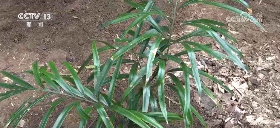 “成绩单”亮眼→我国生物多样性保护“硕果累累”