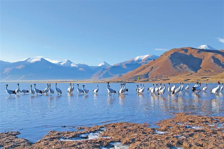 西藏多措并举为野生动植物织牢保护网