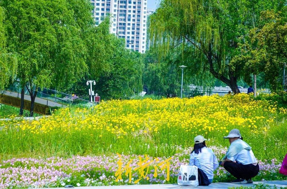 济南腊山河畔花海如潮，粉霞金辉交织成画