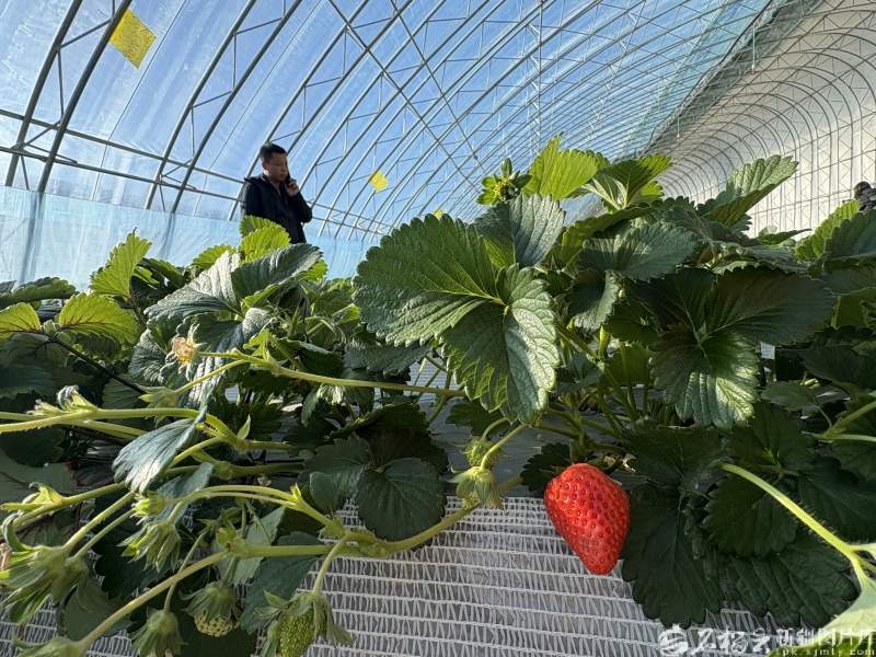 新疆的冬天亚克西丨从雪场滑到大棚，奔赴乌鲁木齐县的“莓”好暖冬