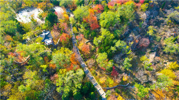 济南肖像丨毕书华的“药山路”