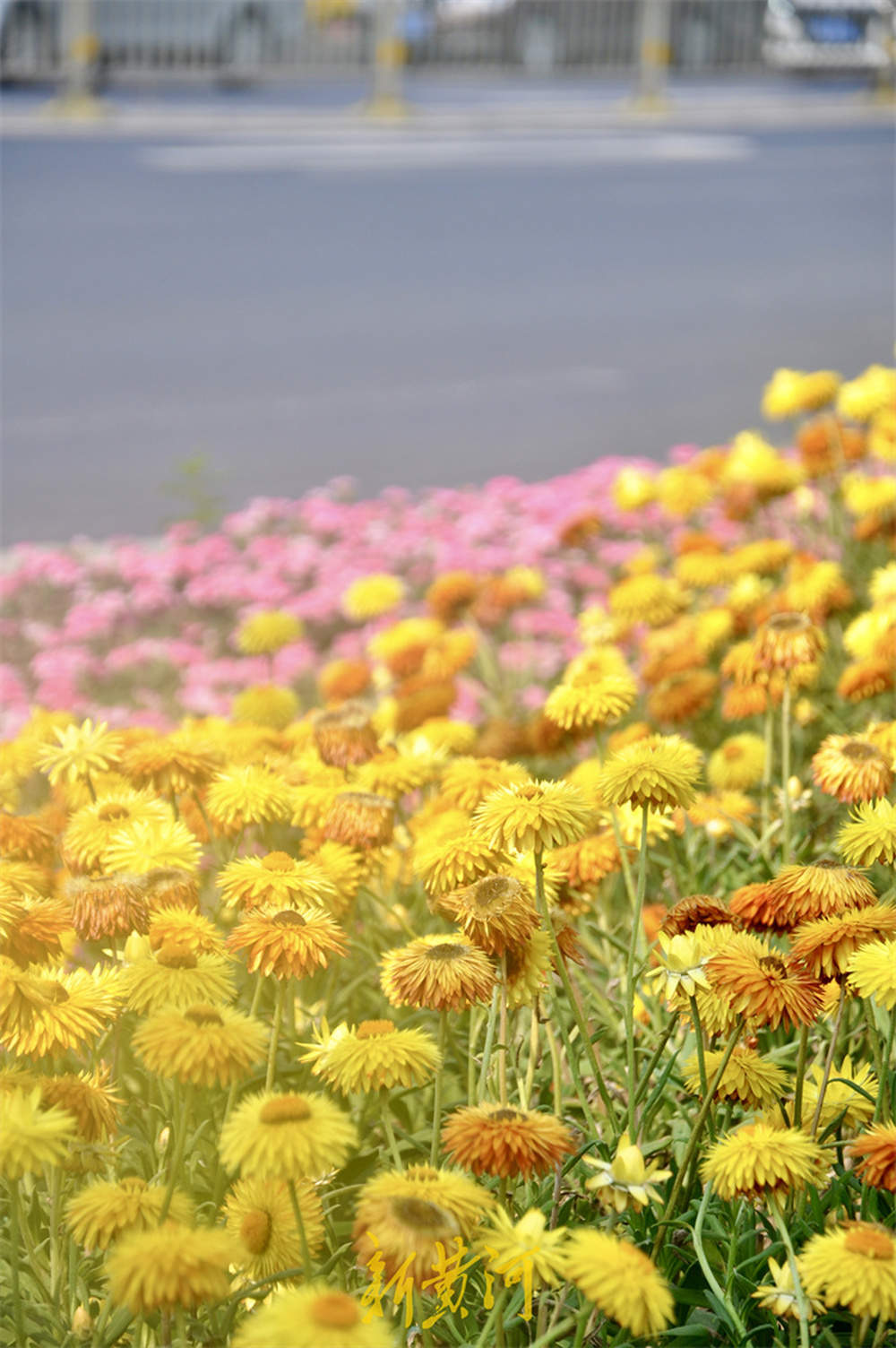 一年四季 泉在济南丨泉城初夏限时美景，灿烂鲜花争奇斗艳