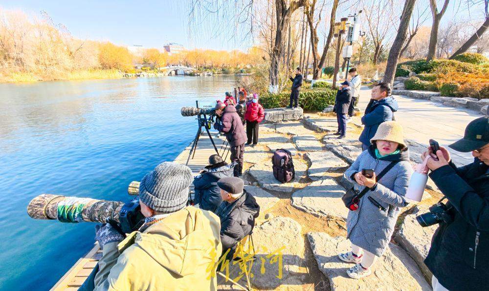泉水汇聚变身鸟类乐园 济南大明湖引摄影者与候鸟和谐互动