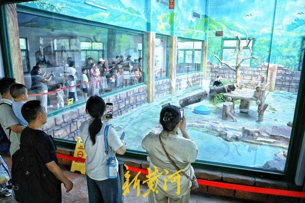邂逅国宝萌态，市民暑期尾声乐享清凉亲子时光