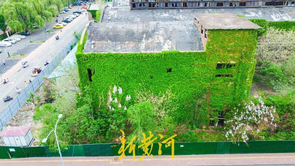 济南这座工业遗迹披青藤，老厂房变身“绿野仙踪”