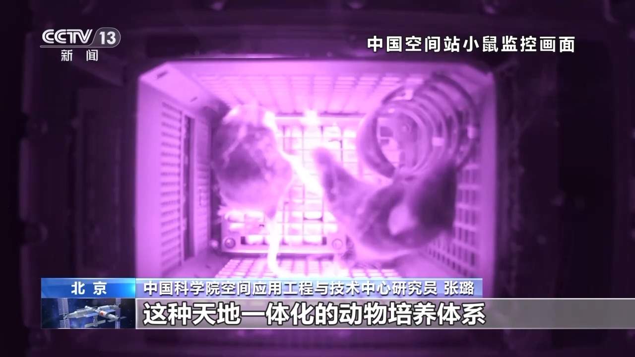 实验小鼠、斑马鱼、金鱼藻等 多种科研载荷随神二十乘组返回