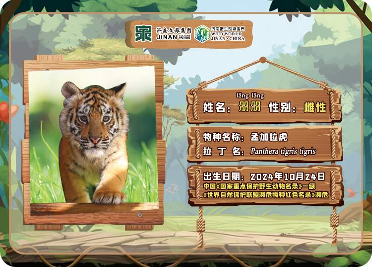 喜讯！济南野生动物世界网红孟加拉虎三胞胎有名字啦！