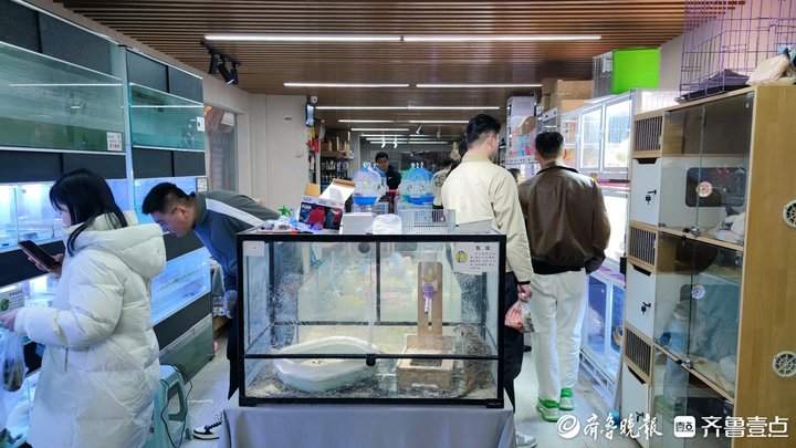 外形奇特、饲养简单，异宠带给年轻人不一样的饲养体验