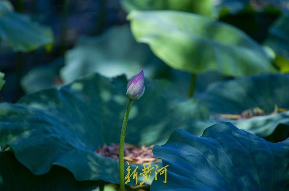 绿云遮暑、荷风送香，大明湖第一波荷花正含苞待放