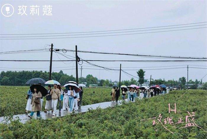 玫莉蔻14周年大马士革玫瑰溯源,以时光深耕,赴一场浅夏的温柔盛放