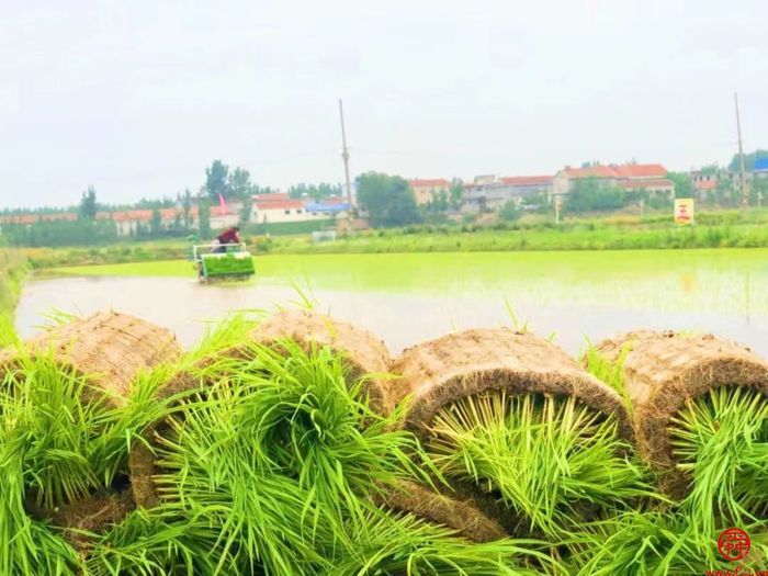 小满|泉水人家稻田正栽秧 "无人科技"收获好"丰"光