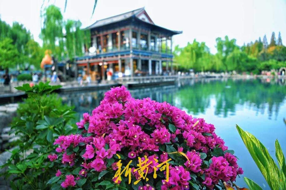 济南五龙潭新添美景，三角梅盛放绘就秋日画卷