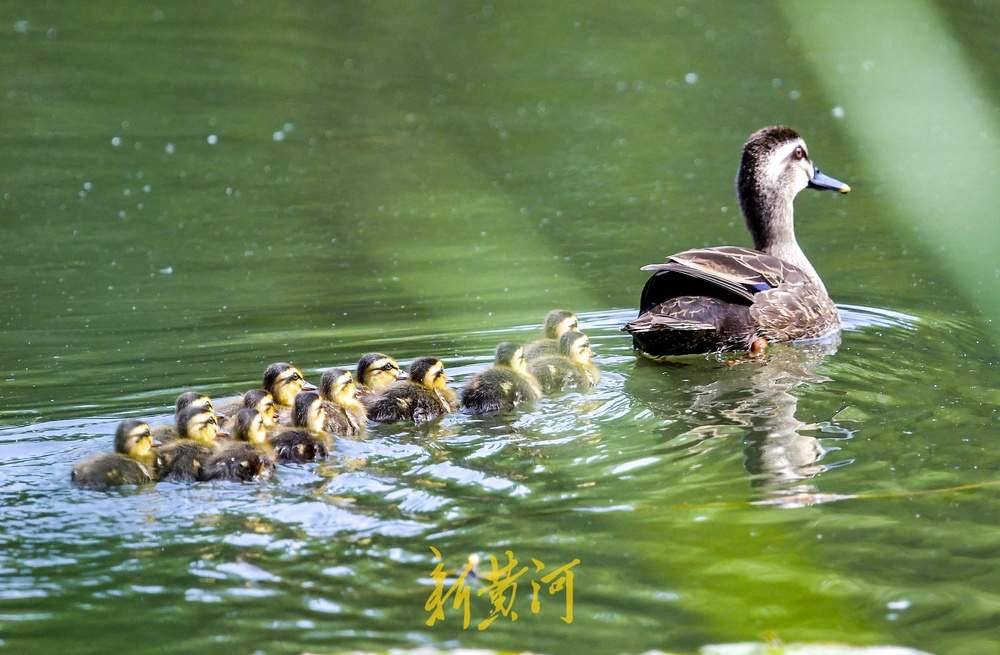 “快，跟上妈妈”，济南森林公园13只鸭宝宝随妈妈列队“巡游”