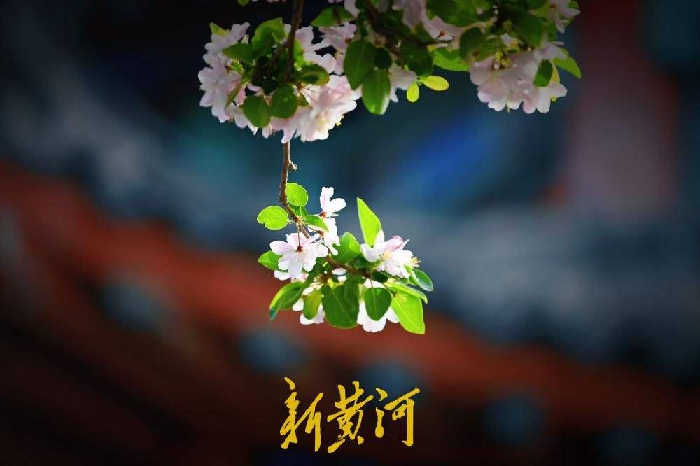 济南春日限定 大明湖得月亭旁海棠盛放惹人醉