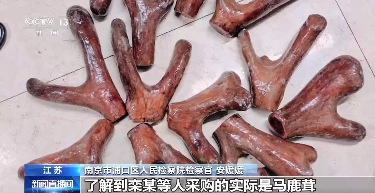 谐音设局+强买强卖 售卖假鹿茸犯罪团伙28人全部获刑