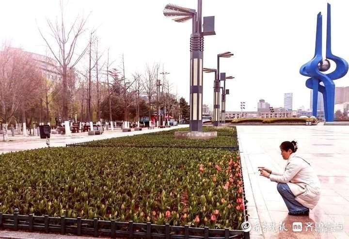春风送暖，济南泉城广场郁金香开始含羞开放