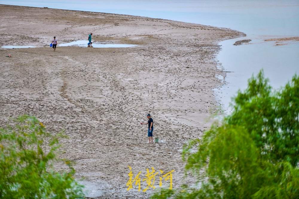 黄河济南段人造洪峰逐渐“退潮”，河滩露脸成纳凉好去处 