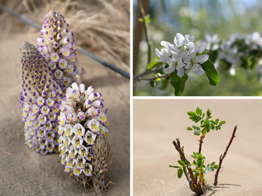 新疆：“乔、灌、药”立体织密绿色屏障 沙产业助力绿富同兴