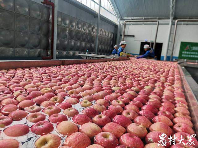 山东果品出口，持续“热辣滚烫”