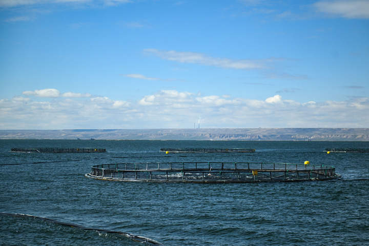 四中全会精神在基层丨青海冷水鱼“游”向餐桌