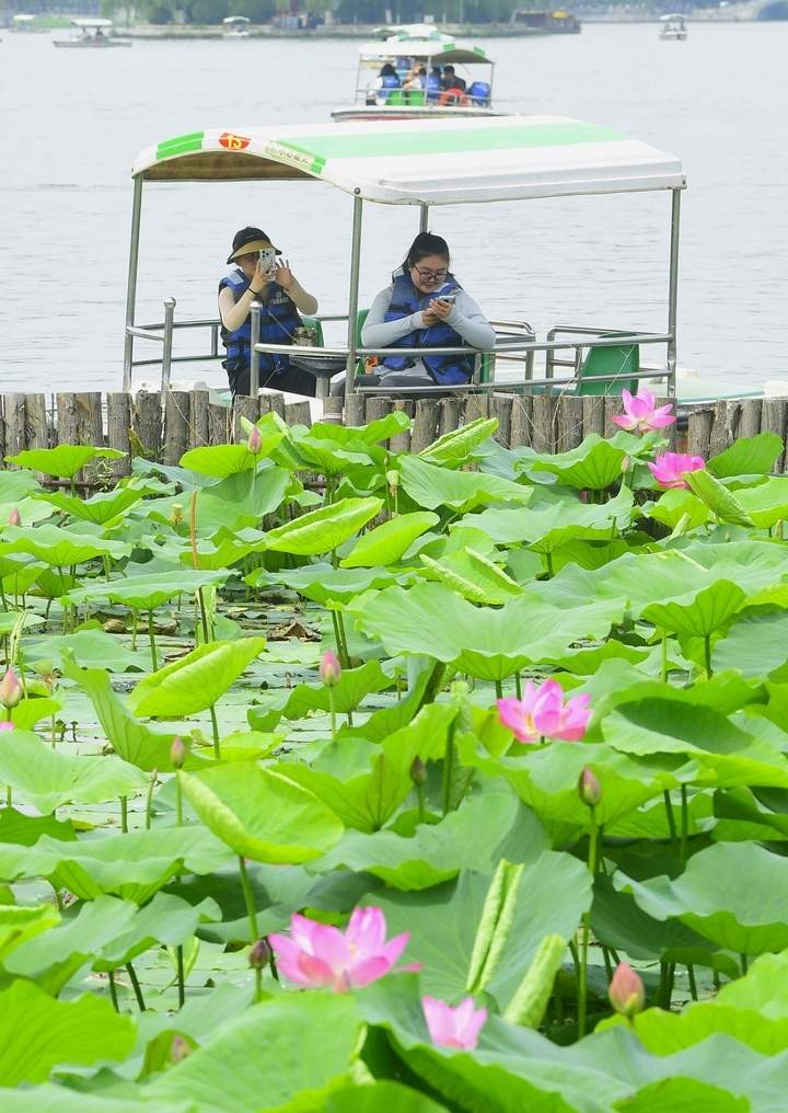 荷红叶绿满城香，明湖美景醉游人