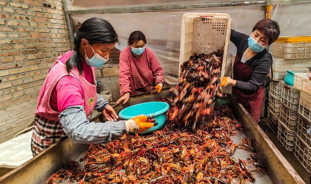 鱼台：“白富美”小龙虾跳动增收音符