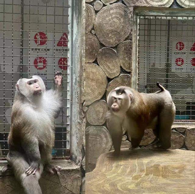 笑不活了!黔灵山园方回应猴子爱凹造型 快让峨眉山的吗喽学学