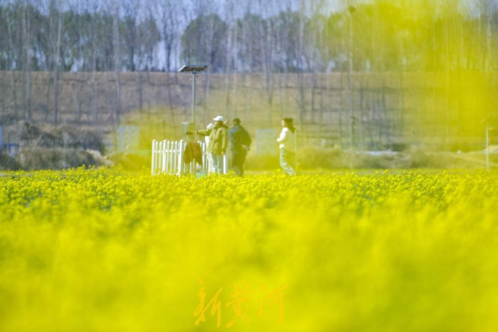 济南这处油菜花地免费开放，市民可尽情拍照嬉闹