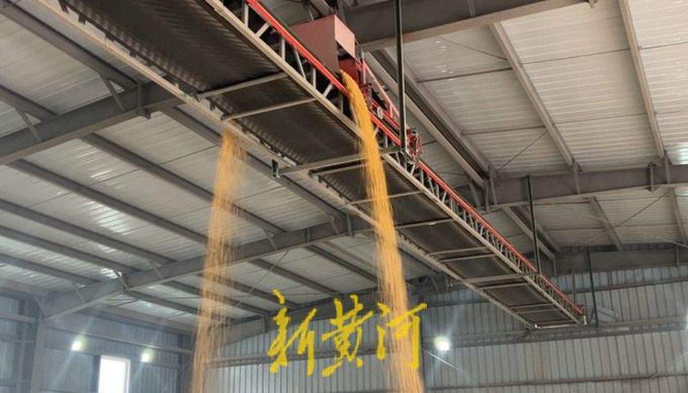 泉城秋收回望图丨技与保！烘干塔里的颗粒归仓