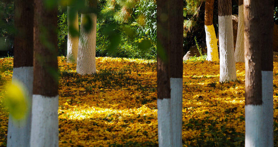 寒潮带来的美丽景色，济南五龙潭金色落叶美如锦毯