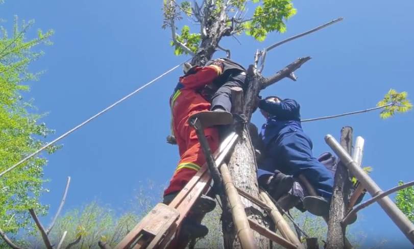 八旬老人摘香椿被困8米树上，山东消防出手了！