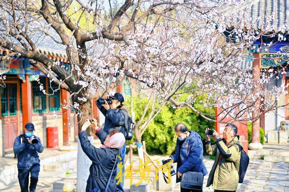 泉城春色好，万竹园杏花盛开如云似雪