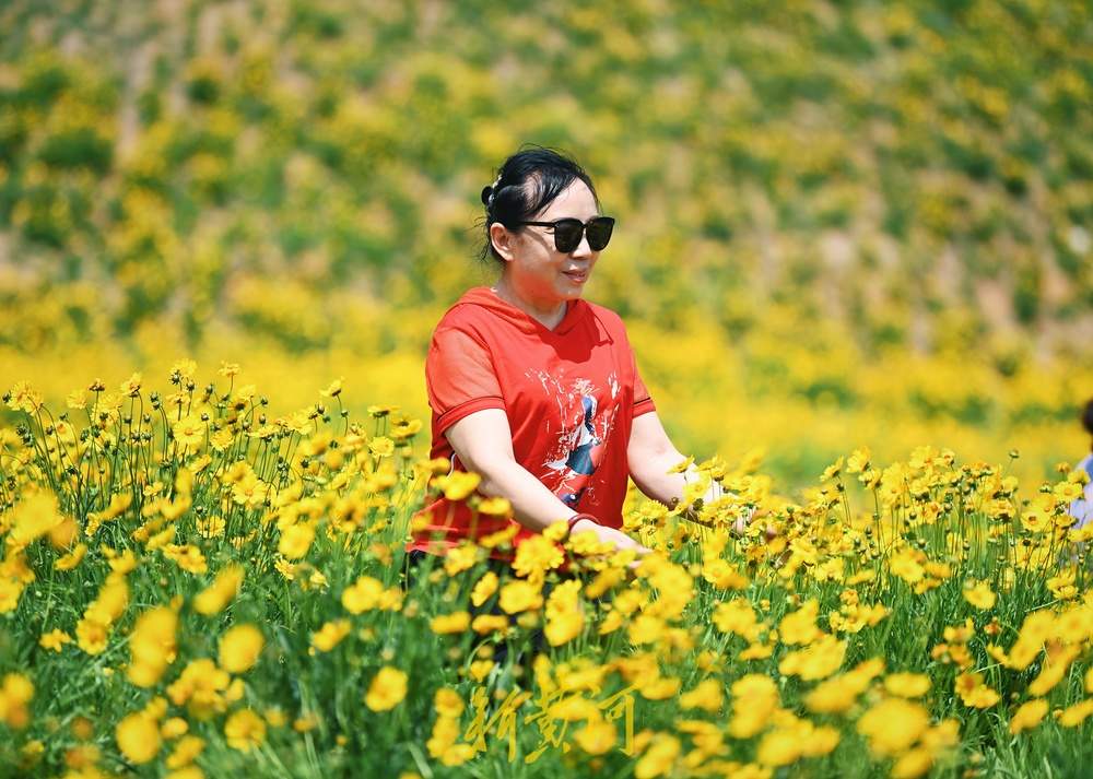 一年四季 泉在济南｜济南蚰蜒山下金菊盛放，游人徜徉花海争相打卡