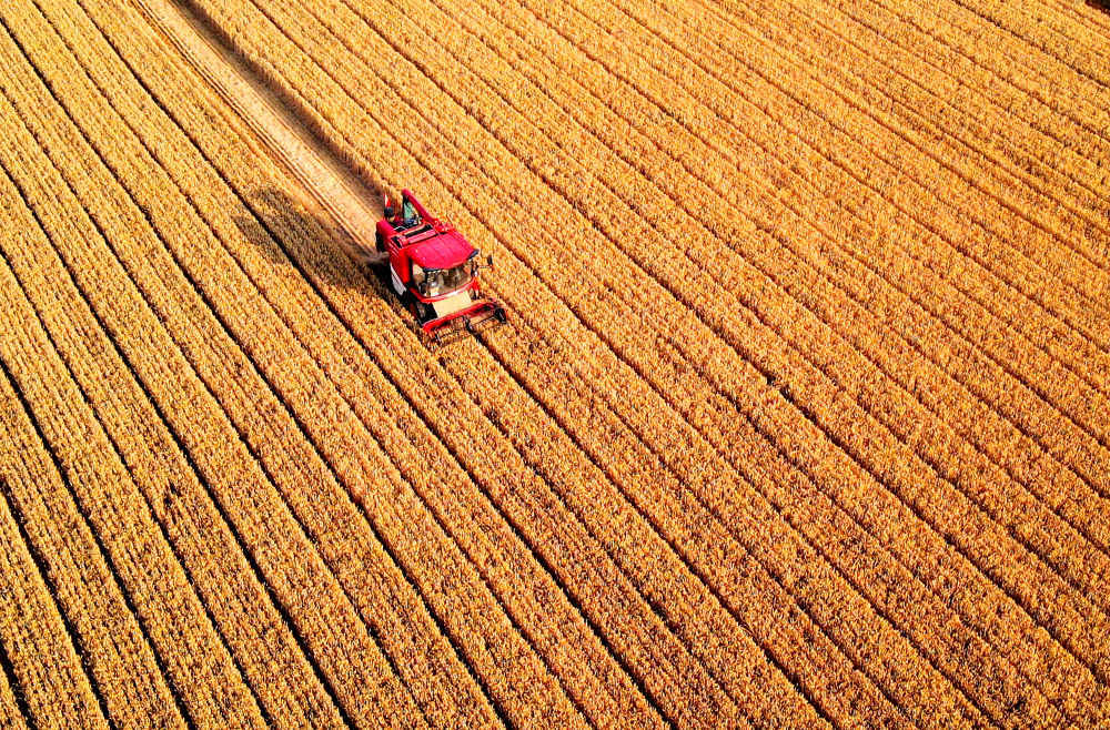 “三夏”大忙正当时 麦浪滚滚穗飘香