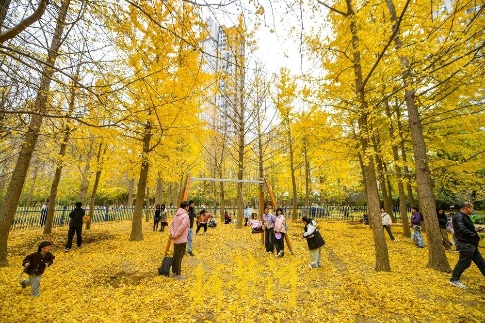 落叶缓扫 留住一份诗意风景