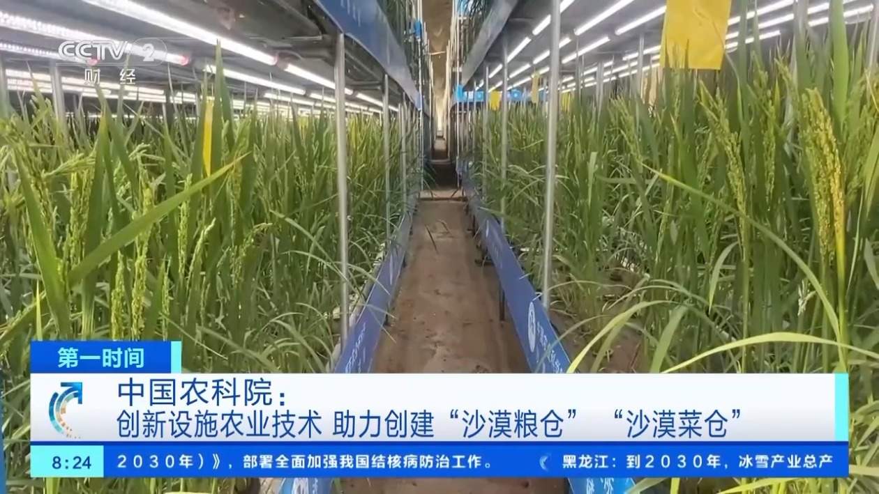 沙漠能建菜仓、粮仓？中国农科院：多项技术不断突破