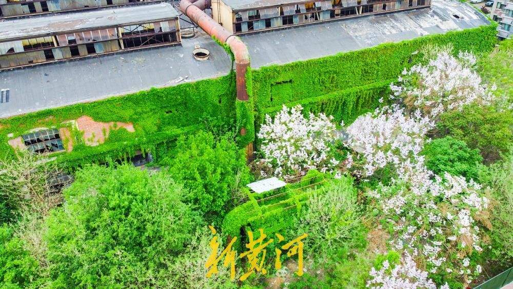 济南这座工业遗迹披青藤，老厂房变身“绿野仙踪”