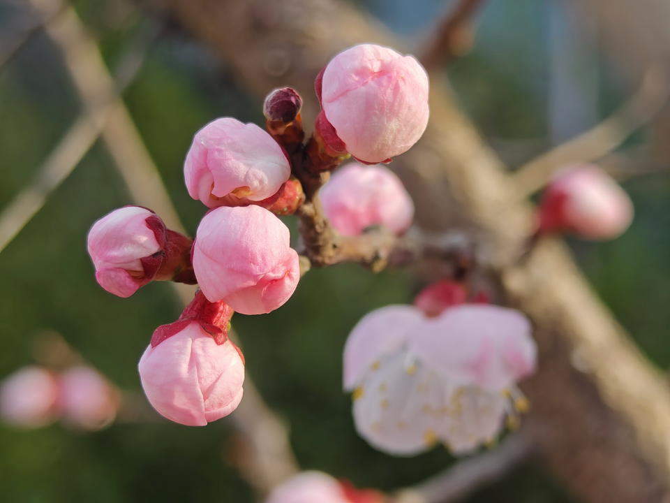 一树红杏春意浓，济南暖风轻送百花香